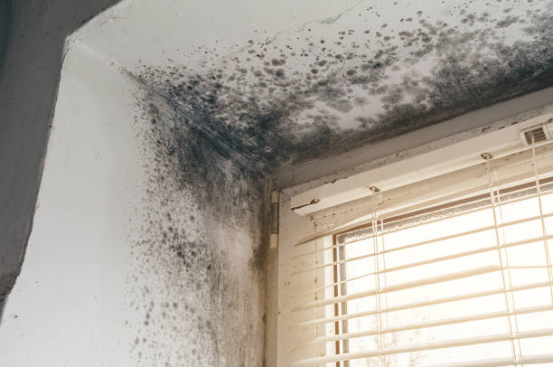 Trusted Attic Mold Removal service in Acworth, GA - Cheap Mold Removal